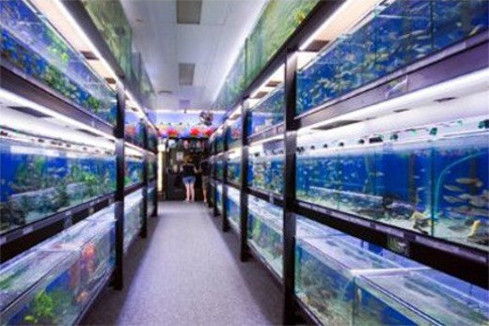 Central & Southern Cichlids