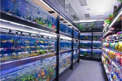 Wide Range of Tropical Fish