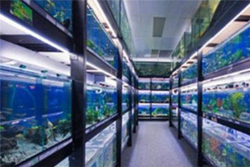 Australian, PNG Rainbows & Riverine Species