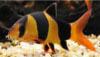 Loaches