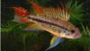 Dwarf Cichlids
