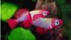 African Killifish