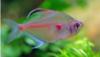 Tetras