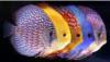 Discus