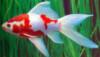 Goldfish