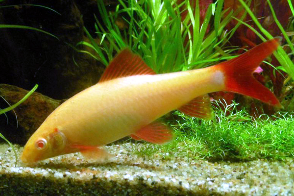 Albino rainbow shark