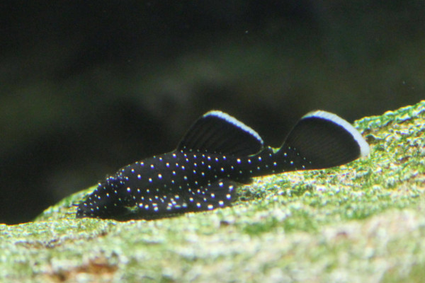 Peppermint bristlenose catfish