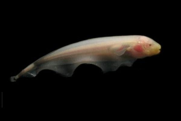 Black ghost knifefish (Pink)