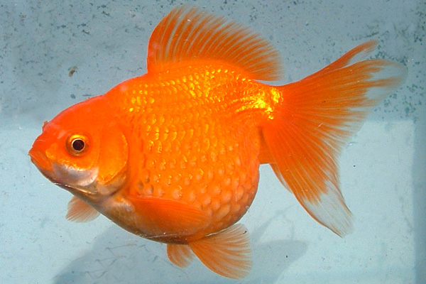 Pearlscale Goldfish
