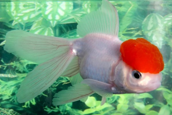 Redcap Oranda Goldfish