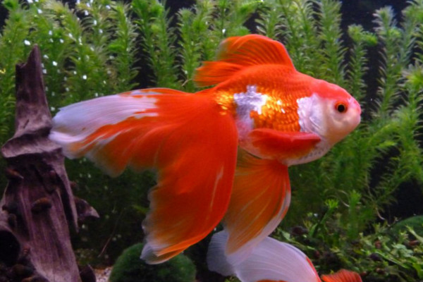 Veiltail Goldfish