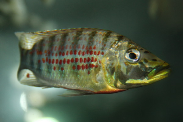 Ctenochromis horei