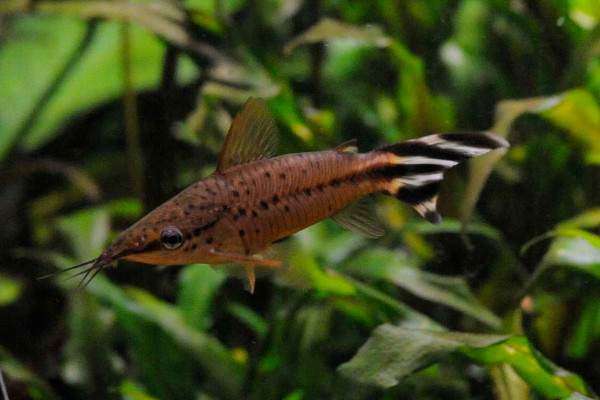 Flagtail dianema catfish