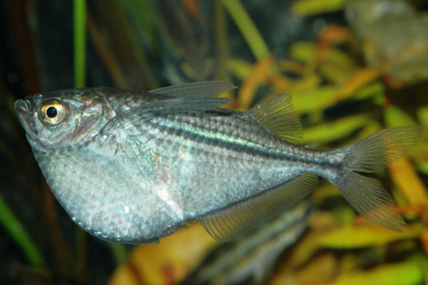 Silver hatchet fish