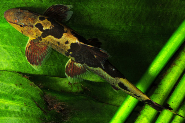 Aquarium shop lizard fish