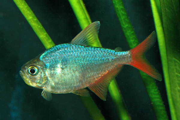 Red-blue Colombian tetra