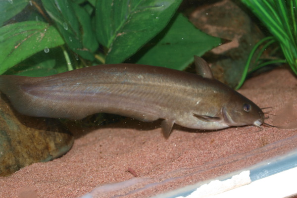 Golden eeltail catfish