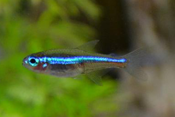 Red spotted green tetra