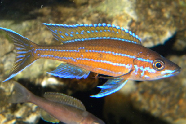 Paracyprichromis nigripinnis Blue Neon