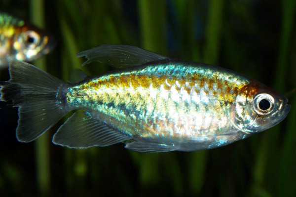 Congo tetra