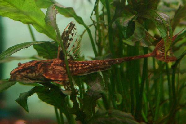 Red lizard whiptail catfish L010a
