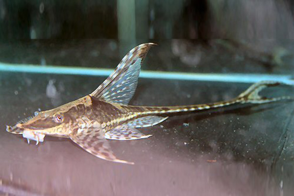 Royal Whiptail catfish
