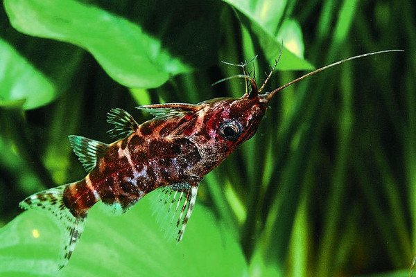 Zebra Upside-down catfish