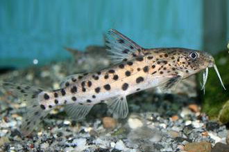 Malawi Spotted Synodontis