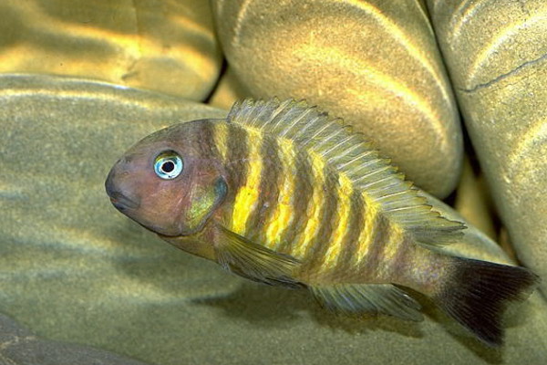 Tropheus brichardi 
