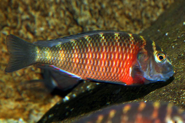 Tropheus Lunangwa Red Cheek