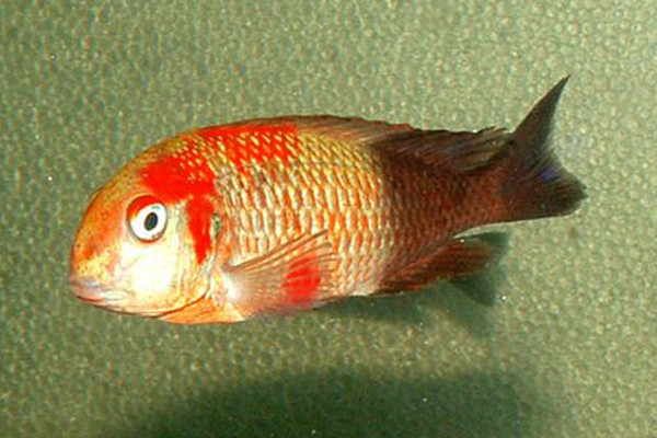 Tropheus sp. 