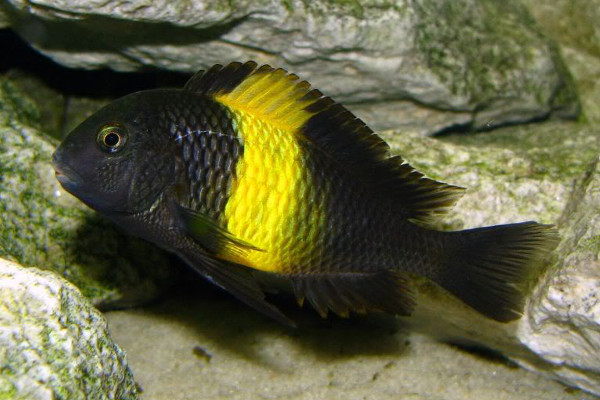 Tropheus sp. 