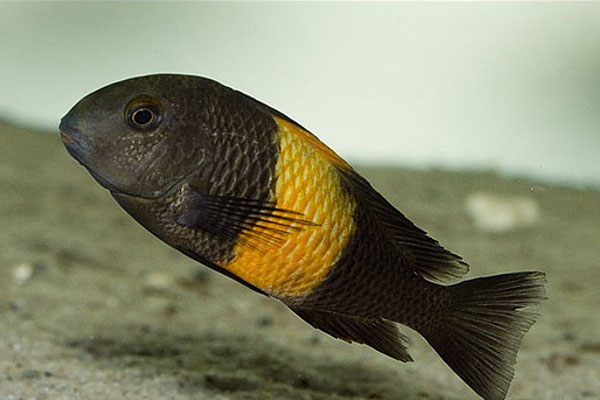 Tropheus Bemba Orange