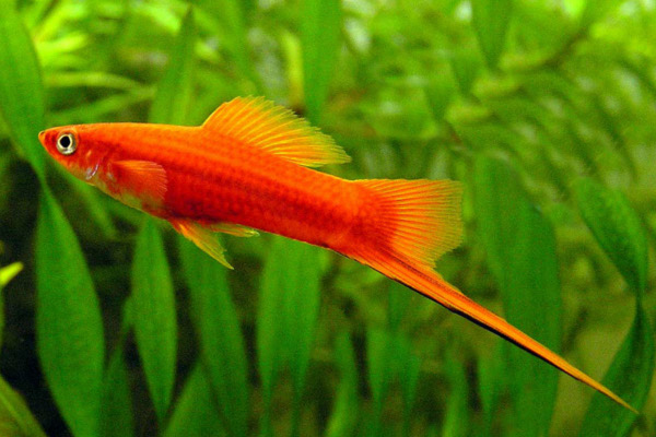 Swordtails