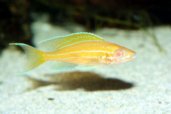 Albino Paracyprichromis nigripinnis Blue Neon
