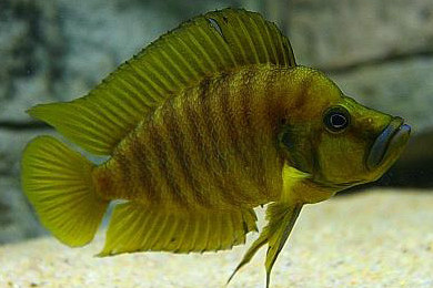 Gold Compressiceps