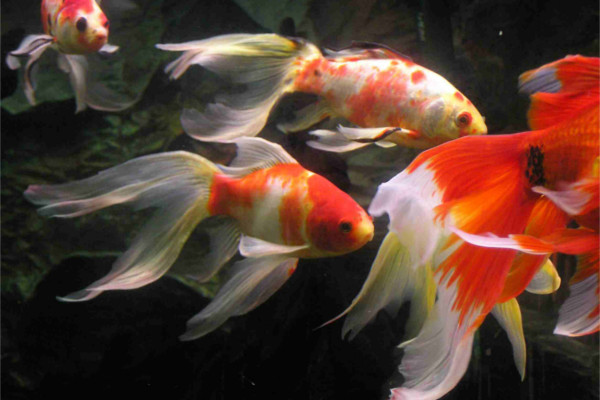 Pond Size Goldfish