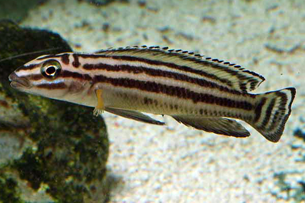 Julidochromis regani