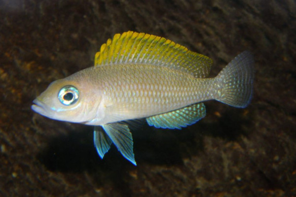 Neolamprologus caudopunctatus