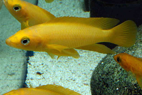 Neolamprologus leleupi yellow