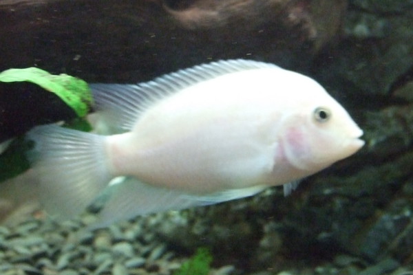 White Convict Cichlid