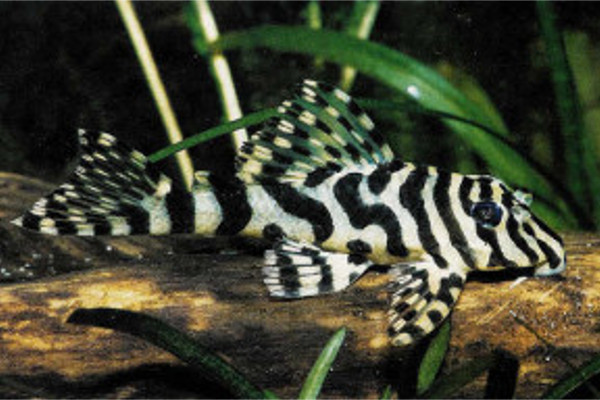 Leopard Frog Pleco L134