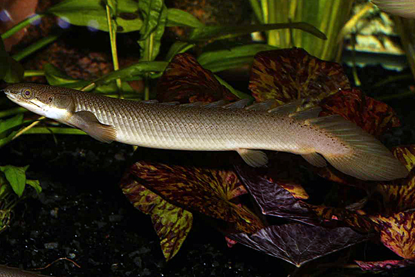 Senegal bichir