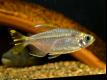 (A. Phenacogrammus) Yellow Congo tetra