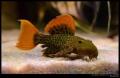 (L. Pseudacanthicus) L600 Pleco
