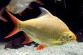 (C. Barbonymus) Albino Tin foil barb