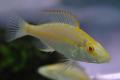 (C. Dimidiochromis) Albino Malawi Eye Biter