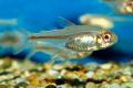 (C. Hemigrammus) Albino Glowlight tetra
