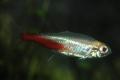 (C. Paracheirodon) Albino neon tetra