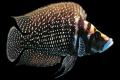 (C. Altolamprologus) Calvus